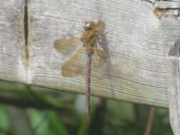 Image of Brown Hawker