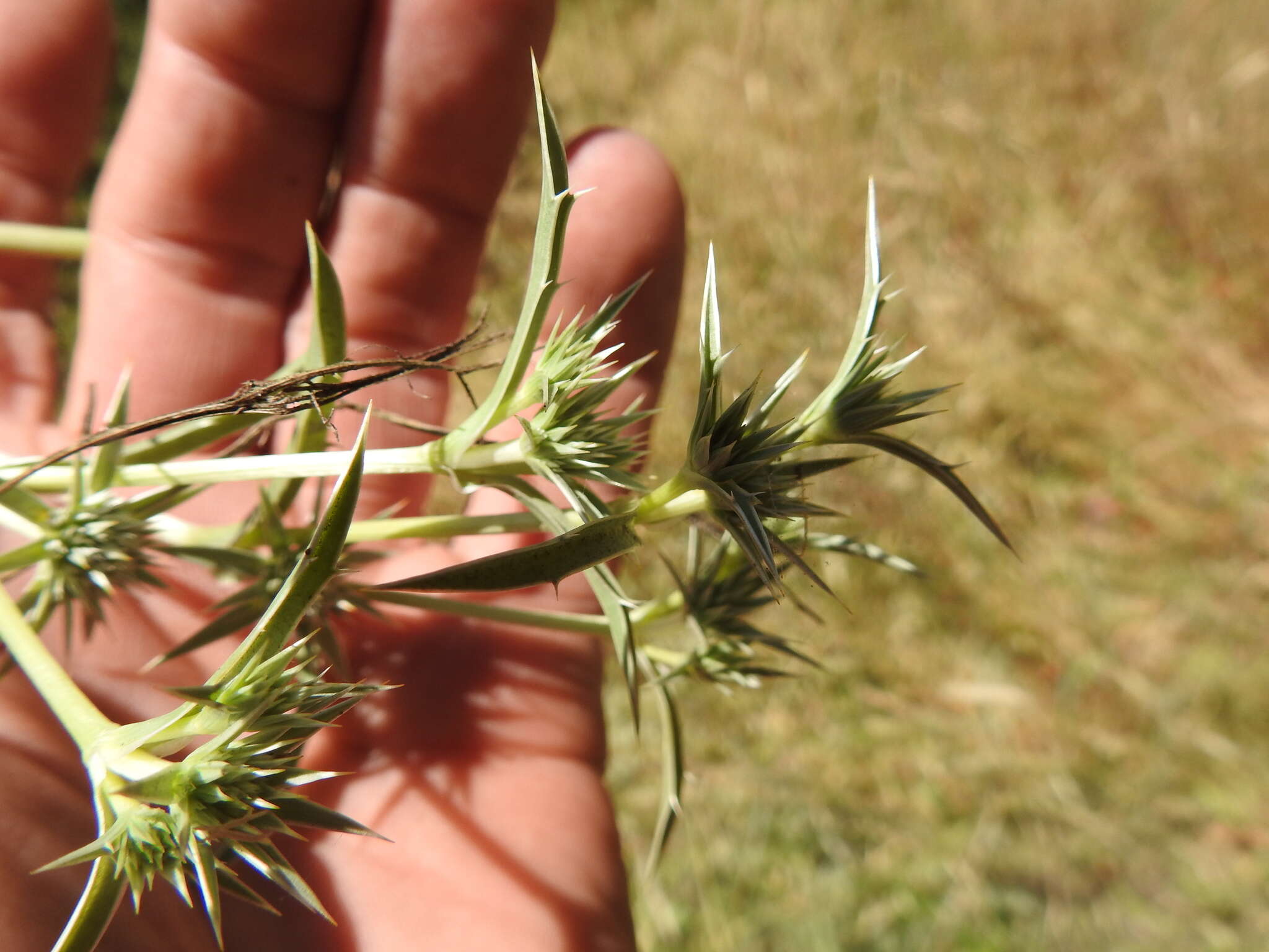 Image de Eryngium aristulatum Jepson