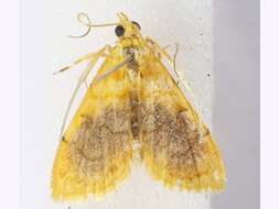 Image of Mabra eryxalis Walker 1859