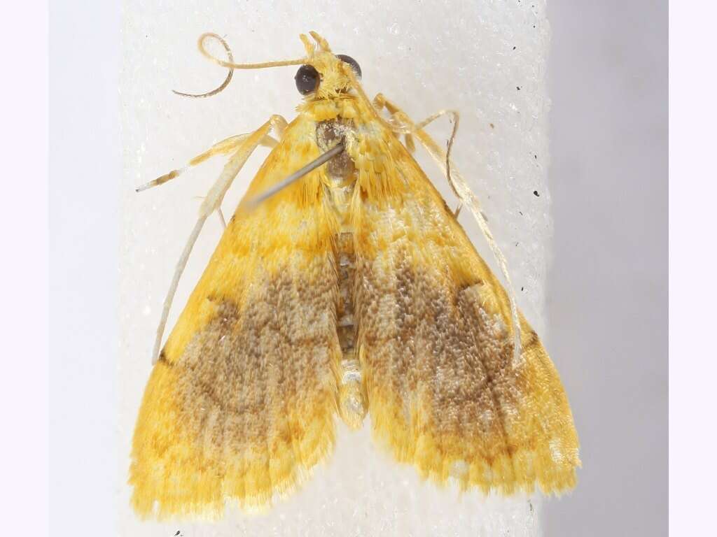 Image of Mabra eryxalis Walker 1859