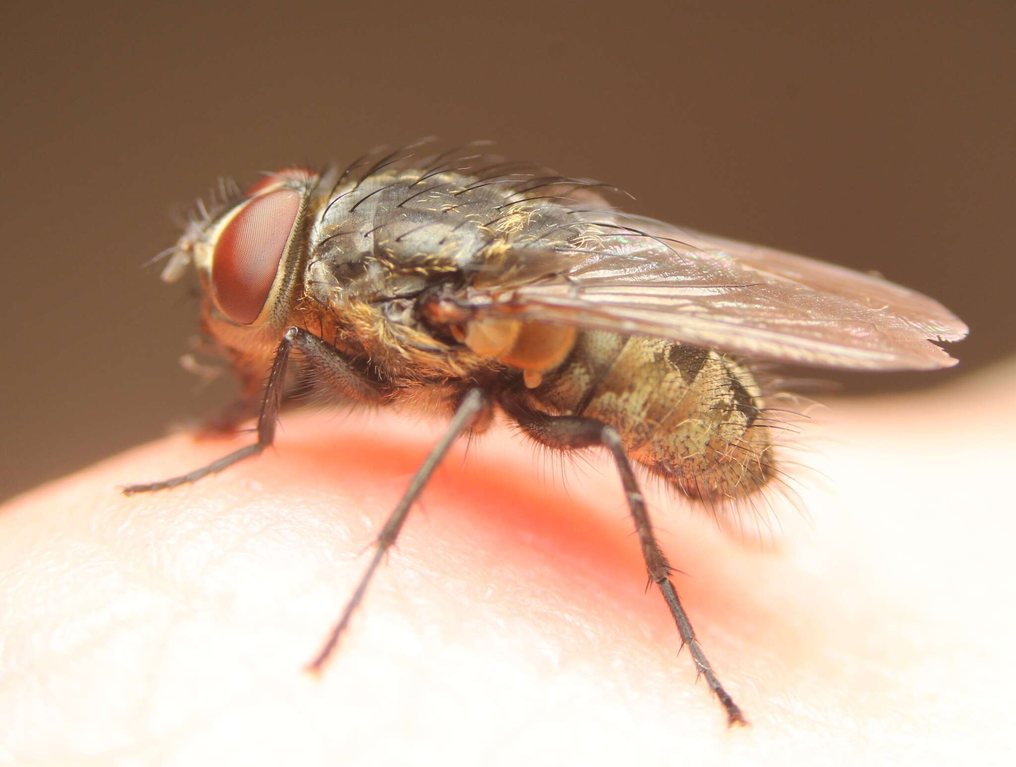 Image of Narrow-cheeked cluster fly