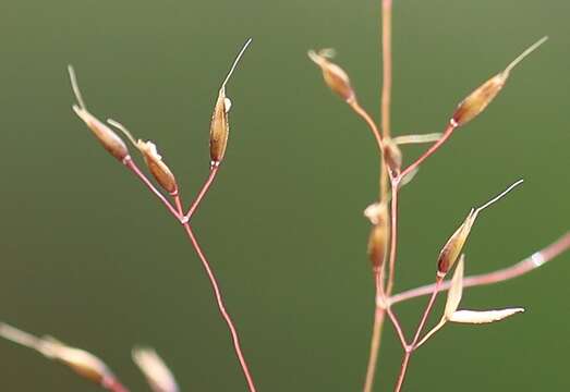 Imagem de Agrostis rupestris All.