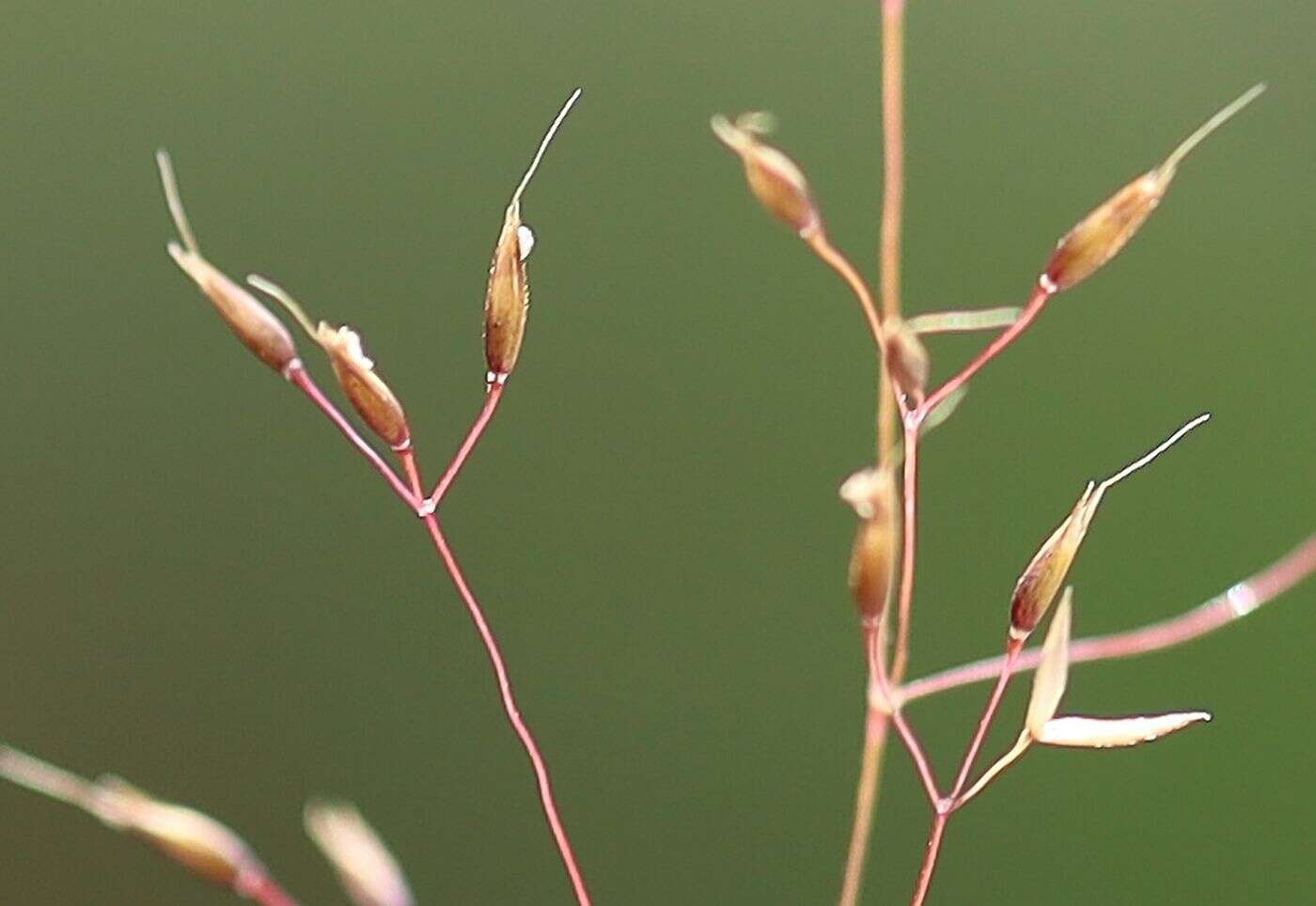 Image of Rock Bent