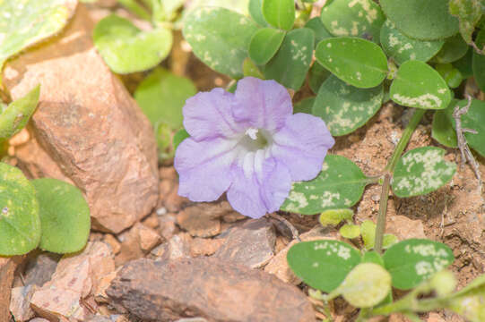 Image of Ruellia insignis Balf. fil.