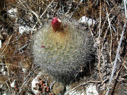 Matucana haynei subsp. herzogiana (Backeb.) Mottram resmi