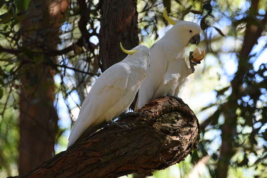 Image of Sulphur-crested Cockatoo