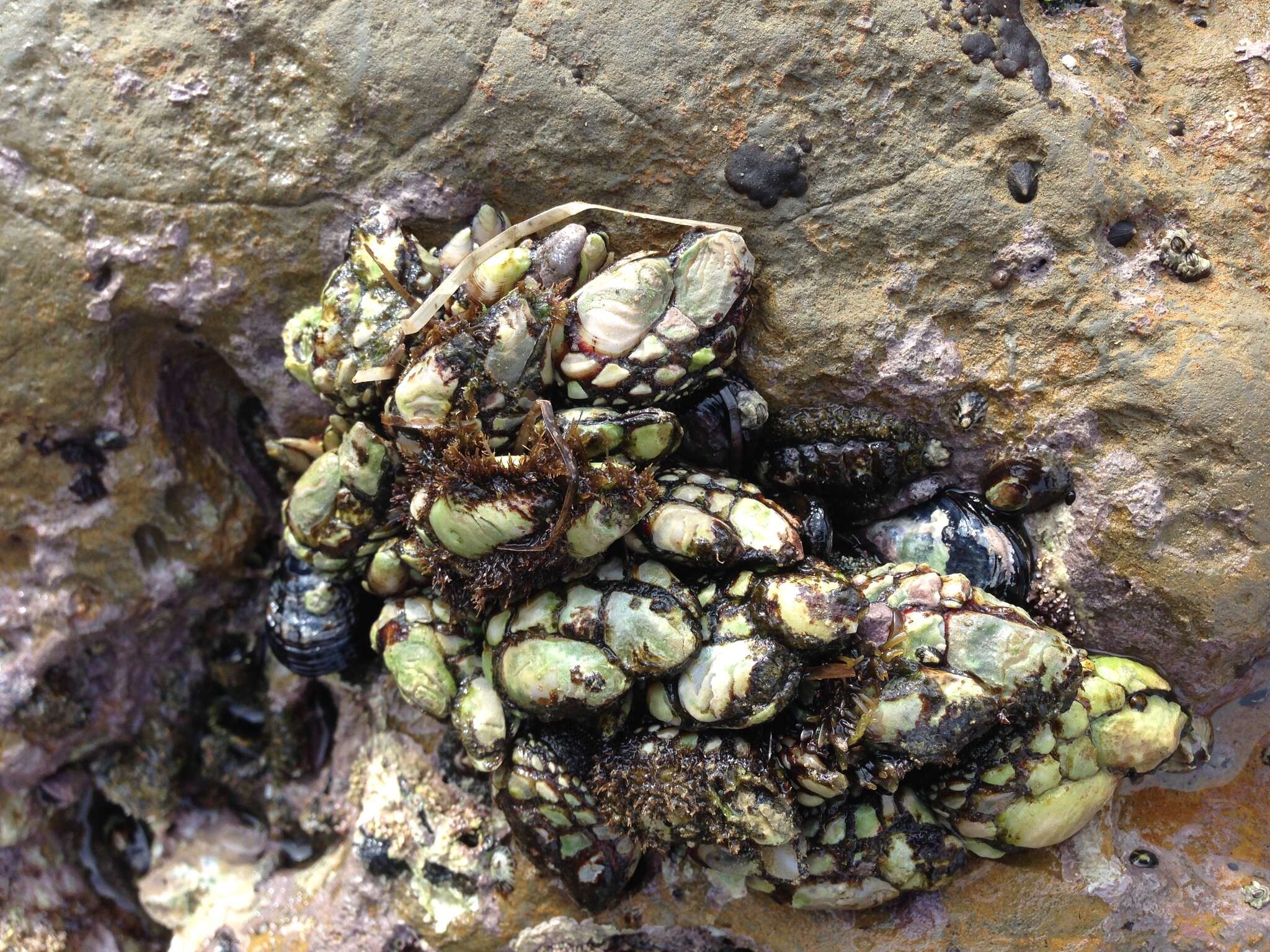 Image of goose-necked barnacle