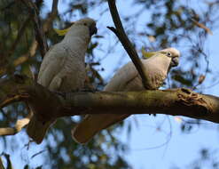 Image of Sulphur-crested Cockatoo