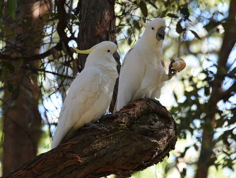 Image of Sulphur-crested Cockatoo