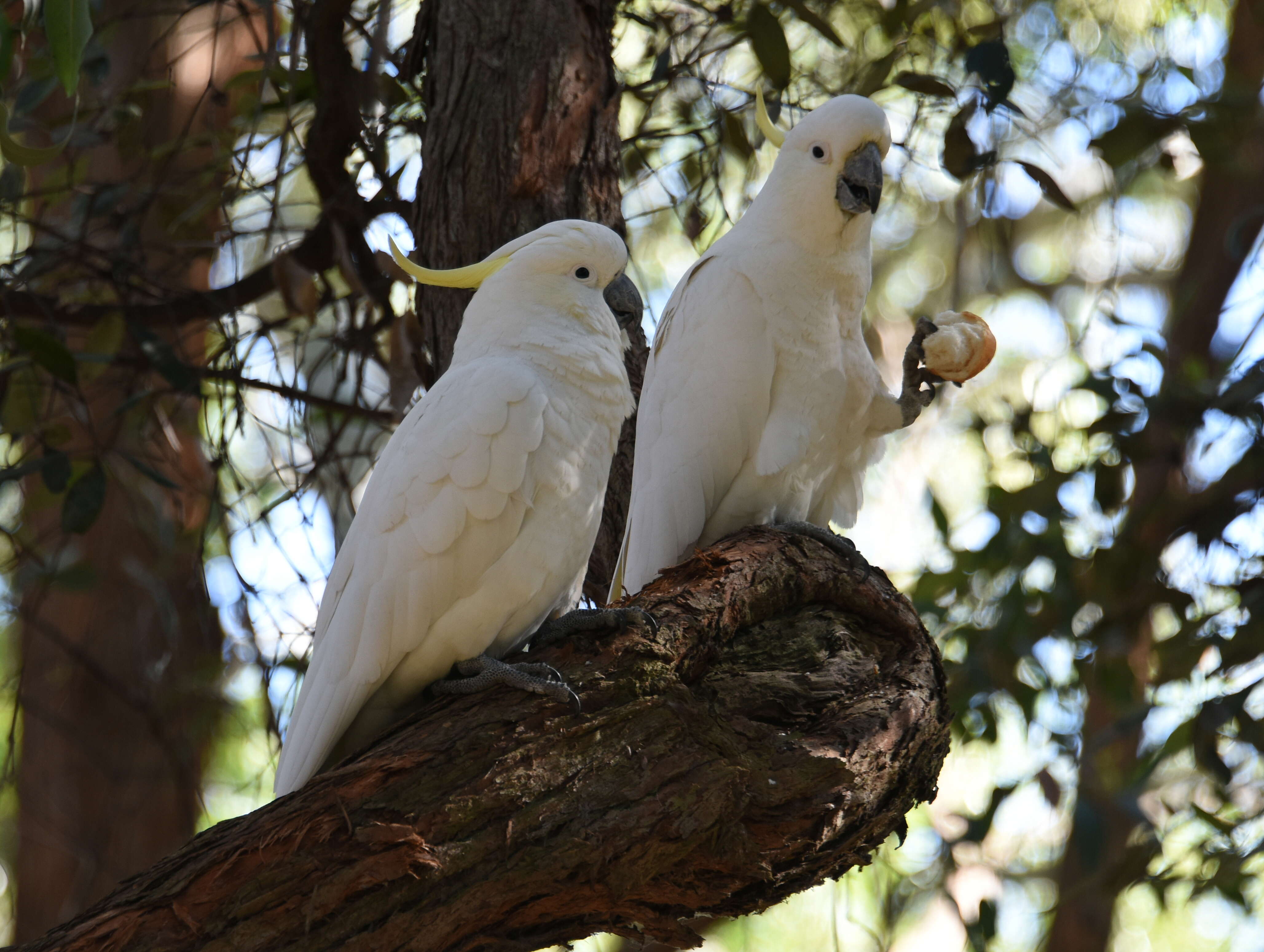 Image of Sulphur-crested Cockatoo