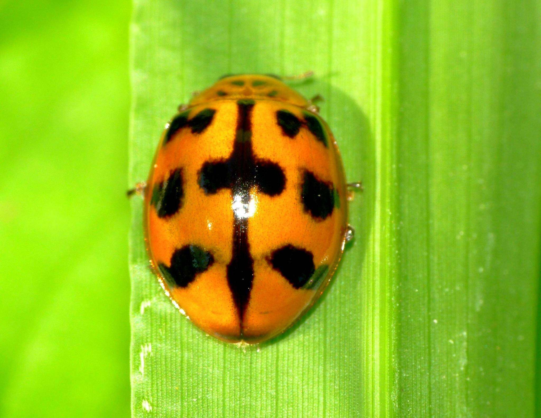 Image of Lady beetle