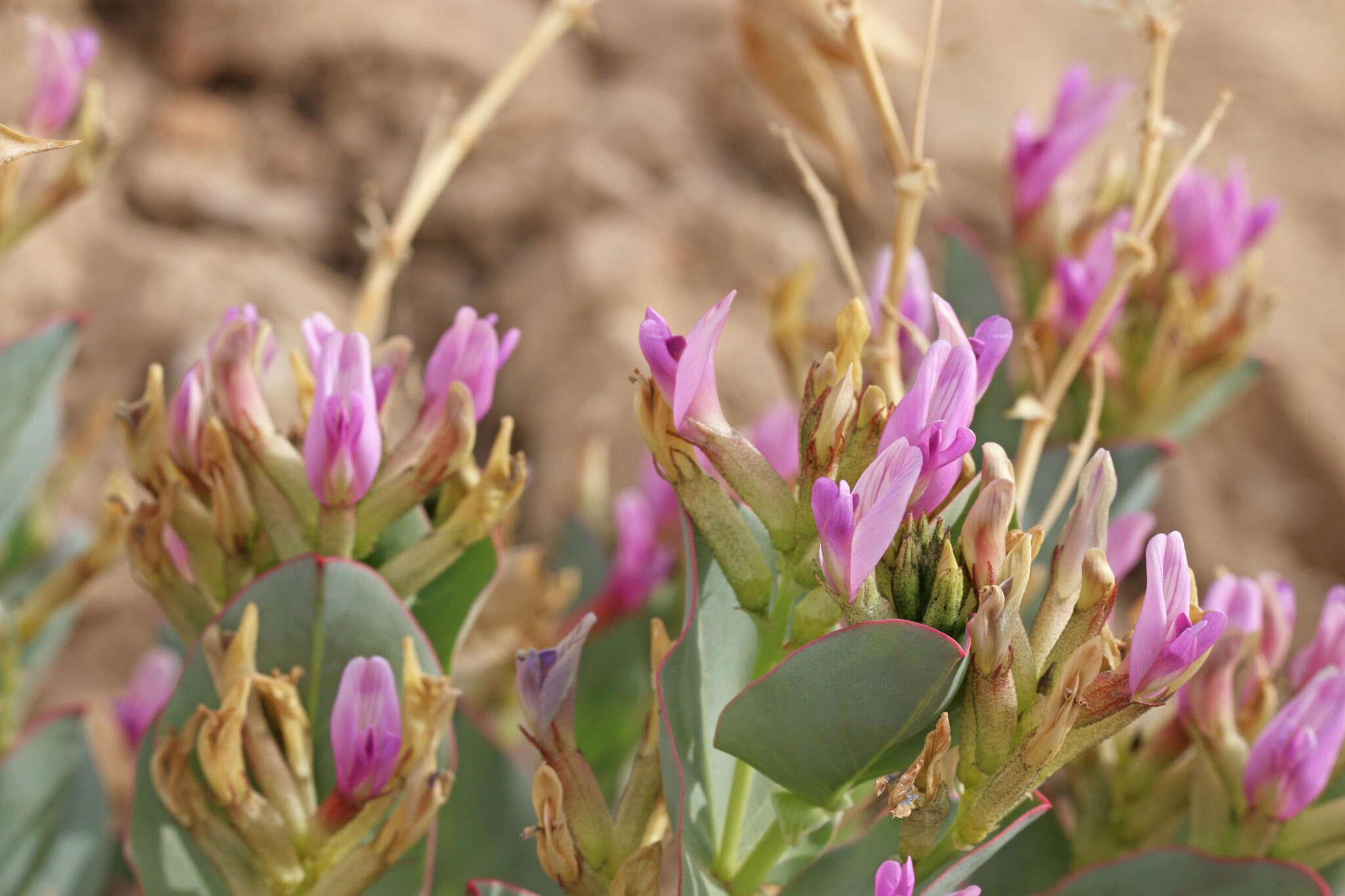 Astragalus asclepiadoides M. E. Jones resmi