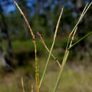 Image of Florida Joint-Tail Grass