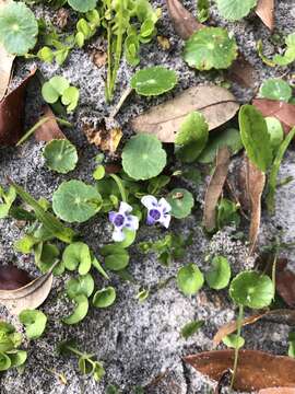 صورة Lindernia grandiflora Nutt.