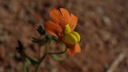 Sivun Nemesia williamsonii K. E. Steiner kuva