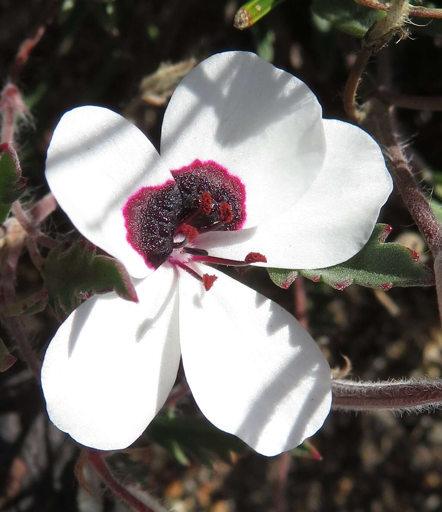 Image of Pelargonium tricolor (Jacq.) Curt.