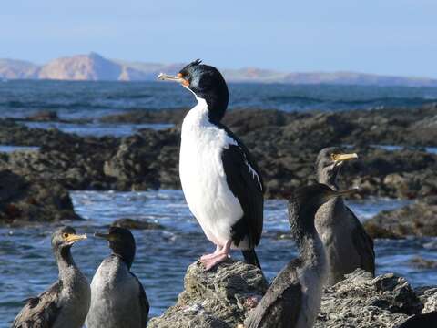 Image of Chatham Island shag