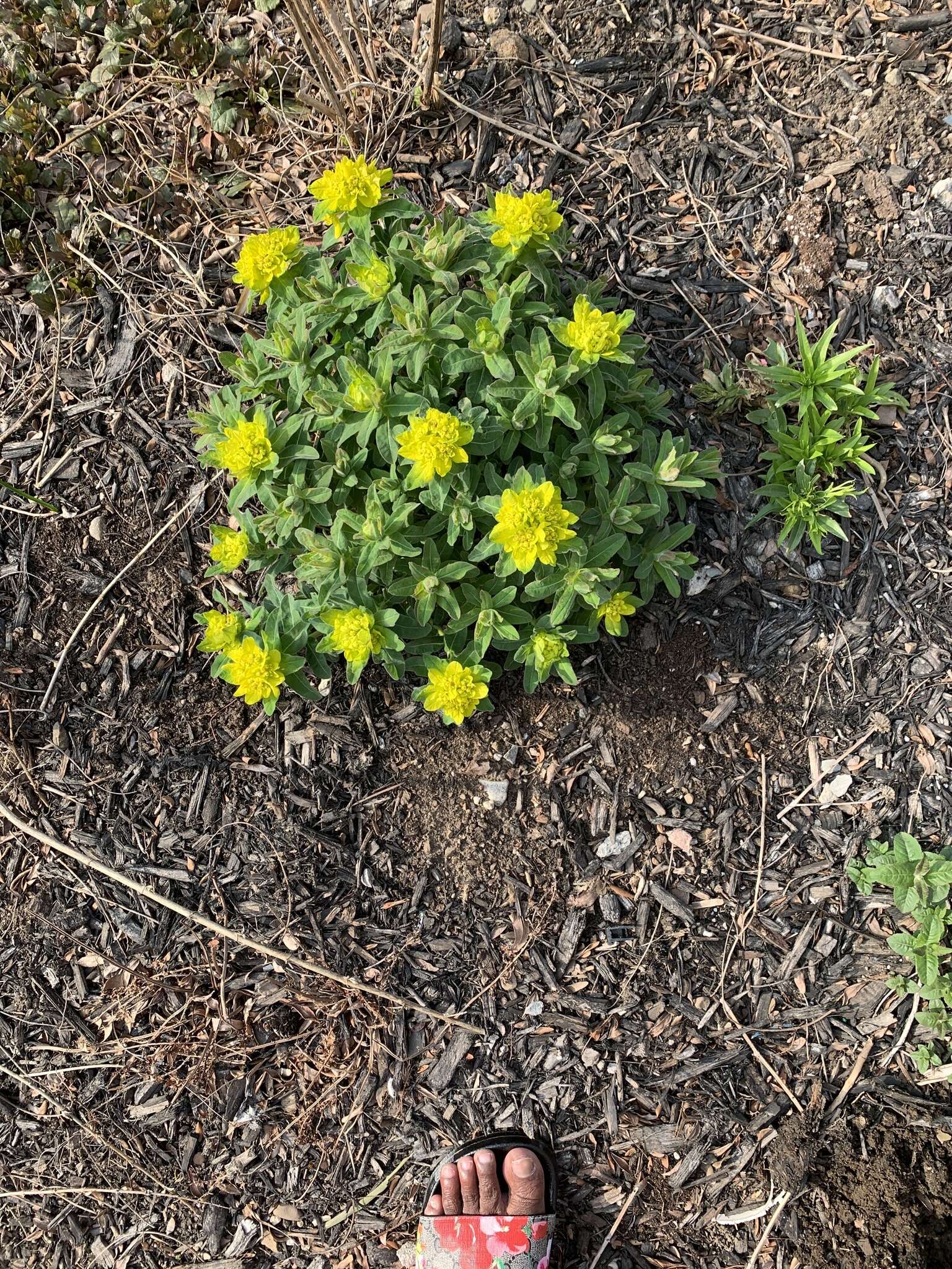 Euphorbia epithymoides L. resmi