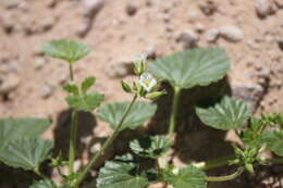 Image of Monsonia umbellata Harv.