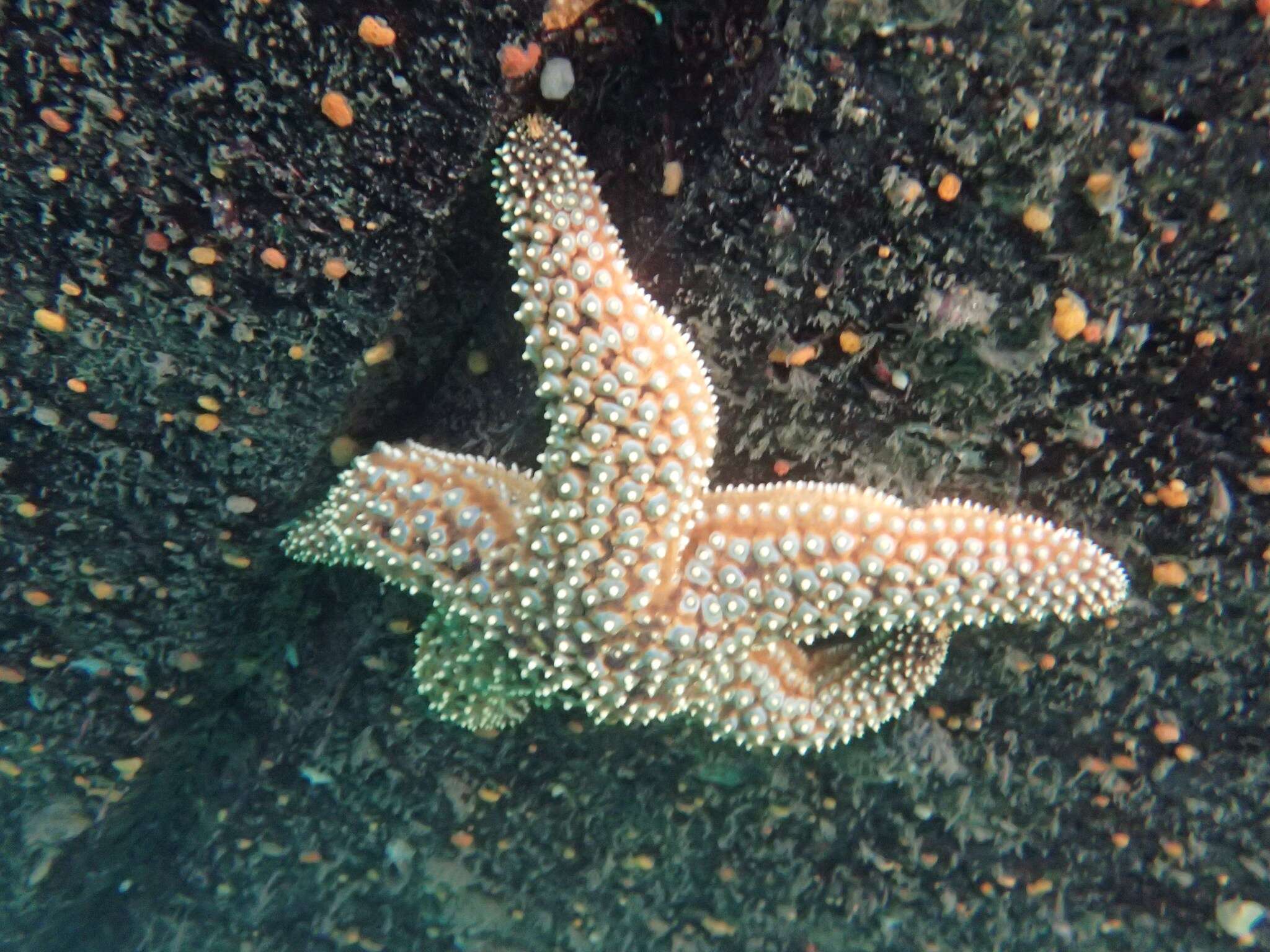 Image of Giant seastar