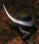 Image of Bannerfish