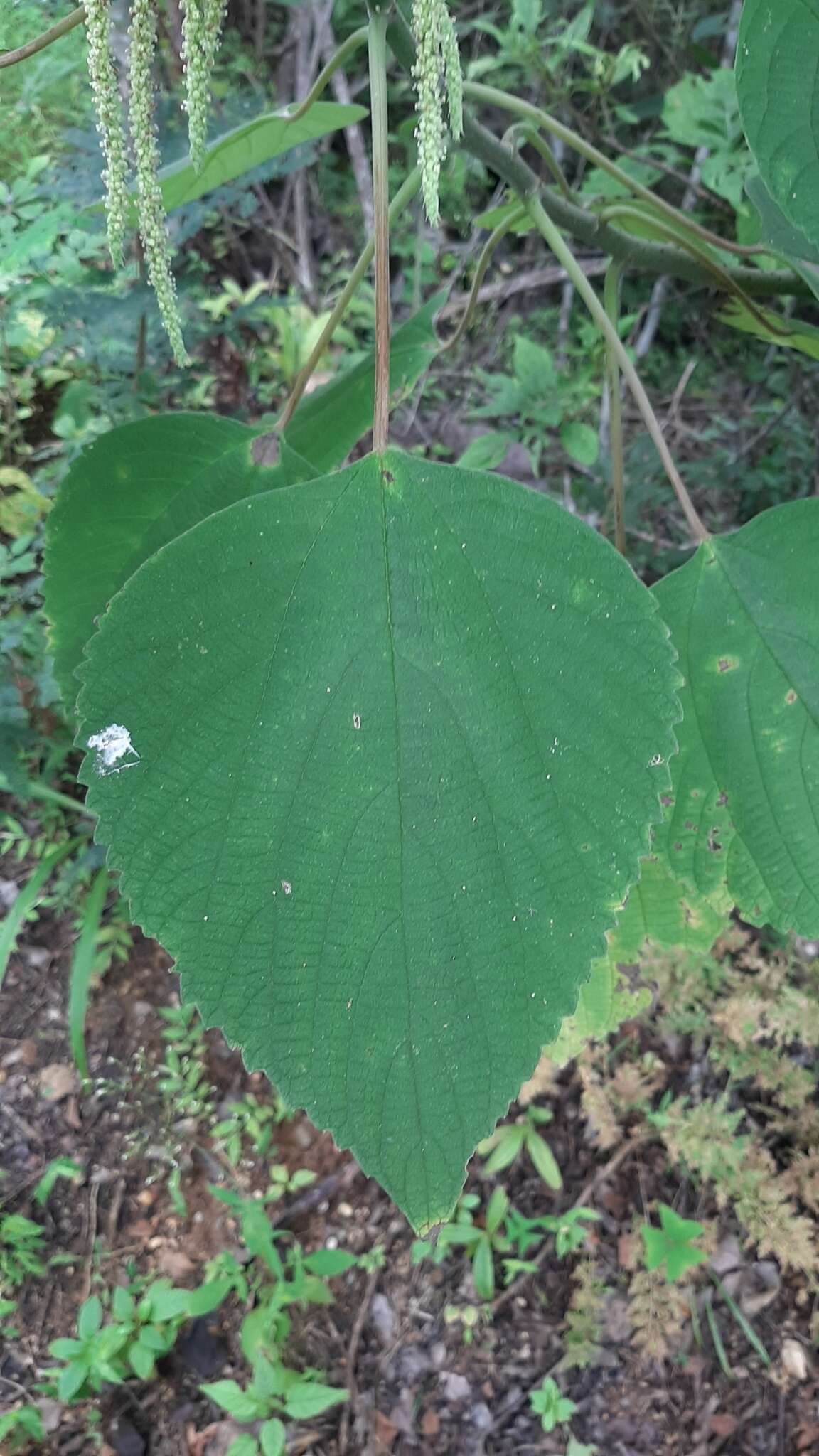 Imagem de Acalypha macrostachya Jacq.