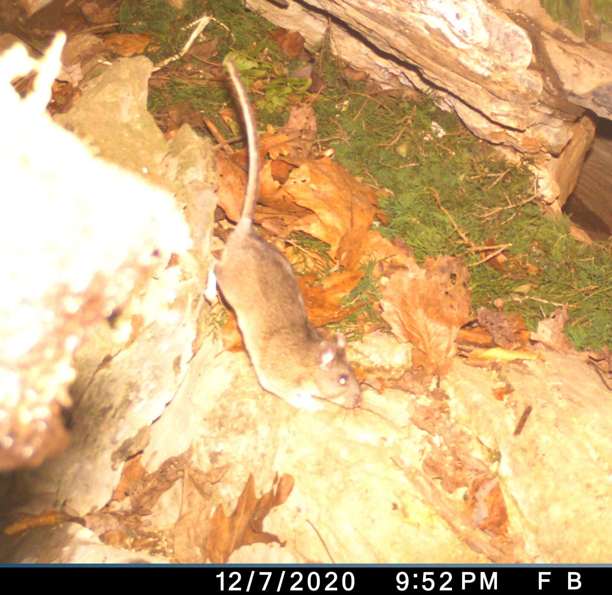 Image of Allegheny Woodrat