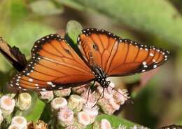 Image of Danaus (Anosia) eresimus subsp. montezuma Talbot 1943