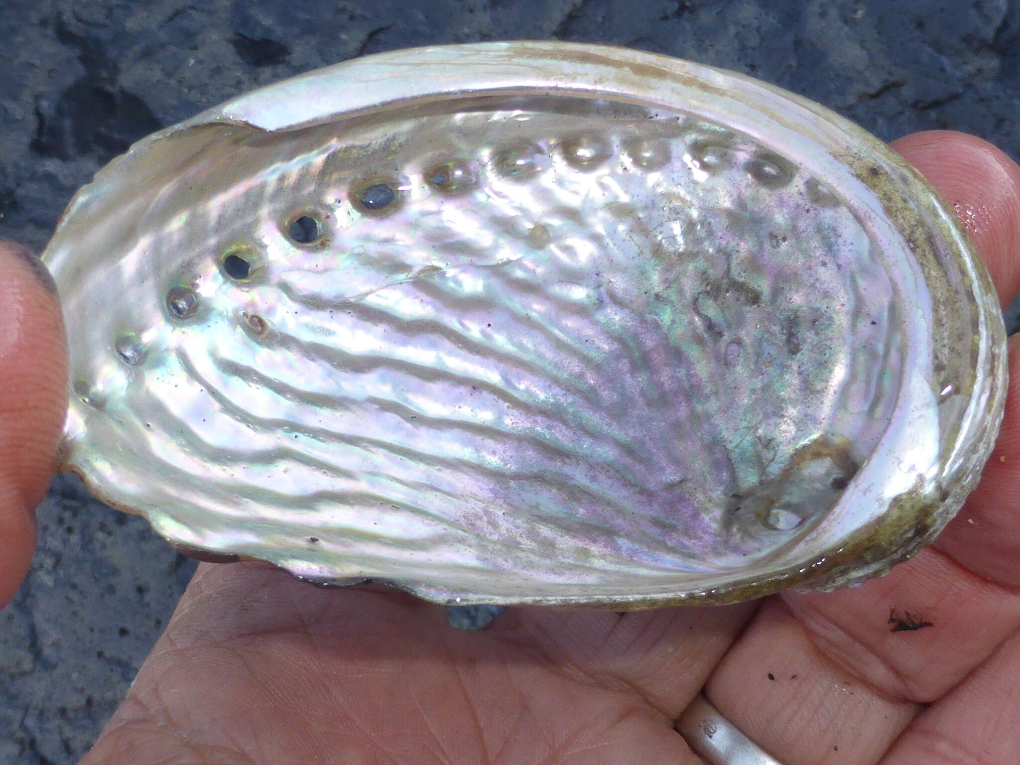 Image of silver abalone