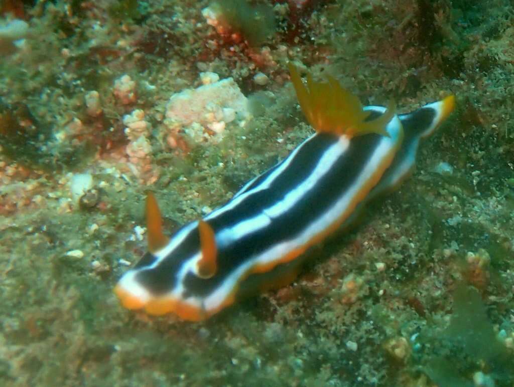 Image of Chromodoris africana Eliot 1904