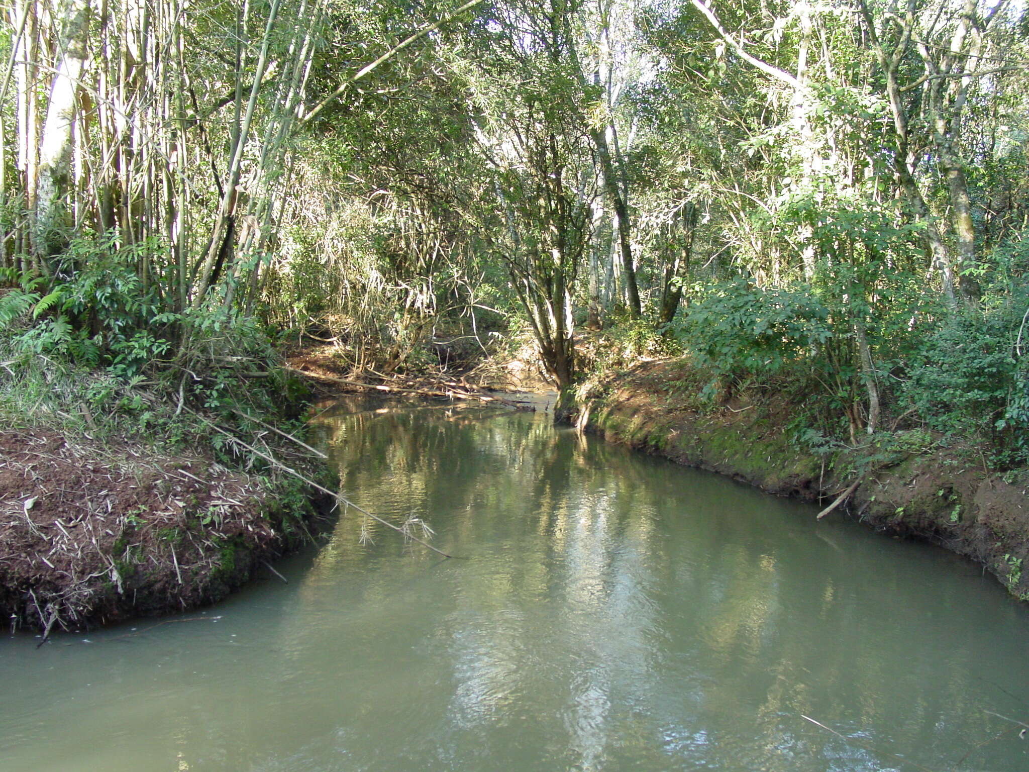 Image de Guadua trinii (Nees) Rupr.