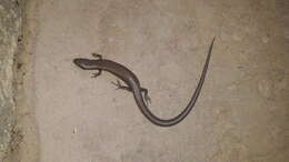 Image of Desert Lidless Skink