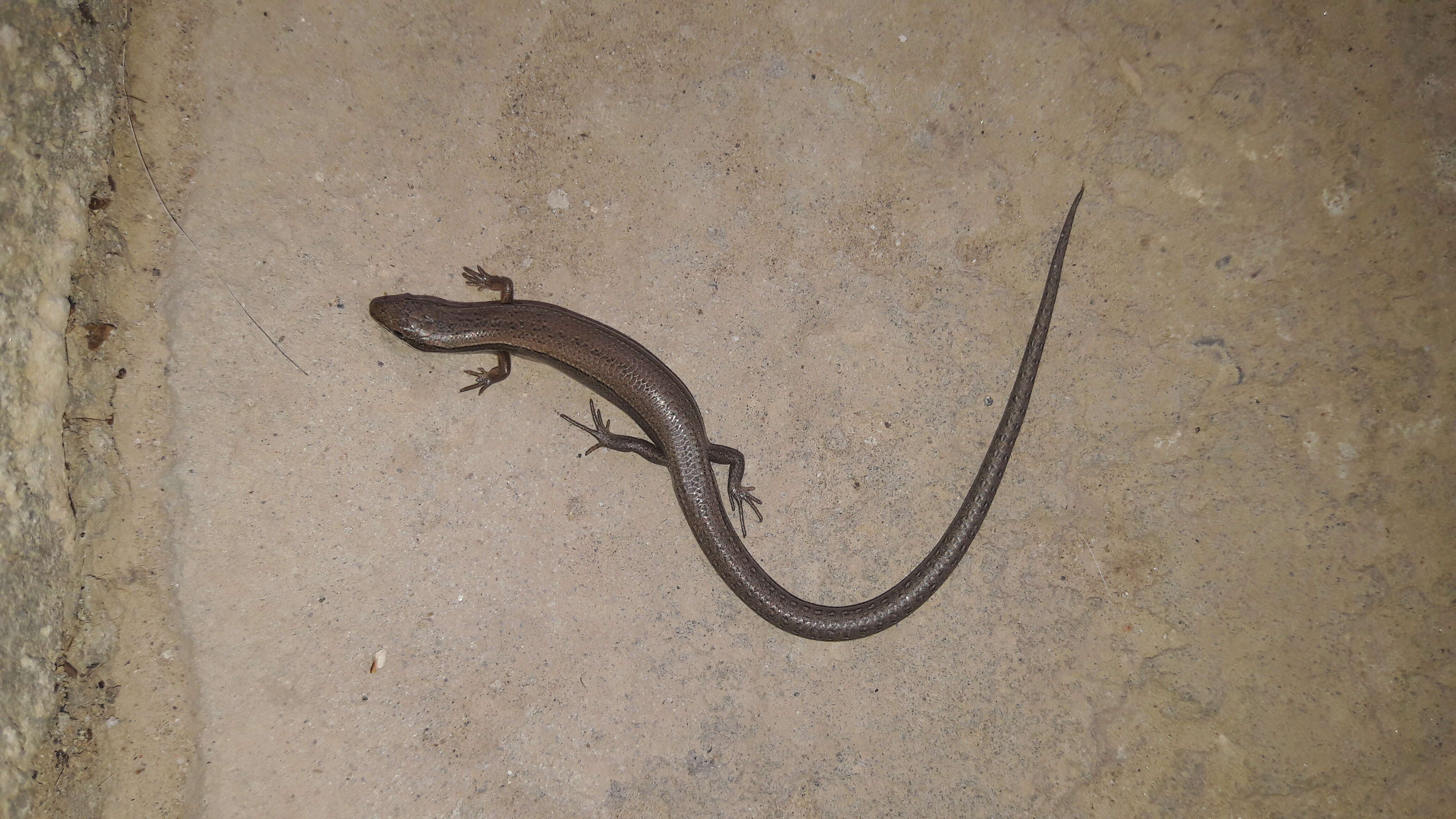 Image of Desert Lidless Skink