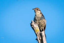 Image of Yucatan Wren