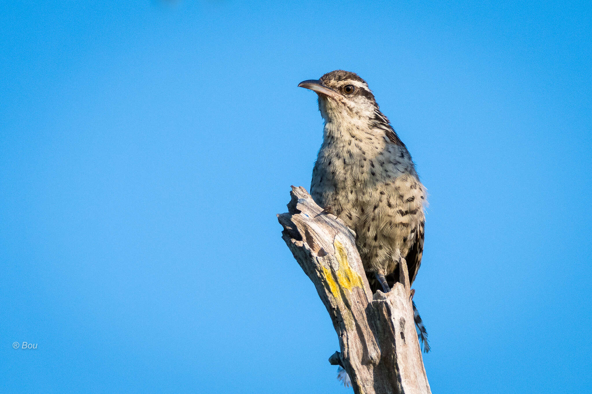 Image of Yucatan Wren