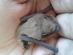 Image of pipistrelle, common pipistrelle