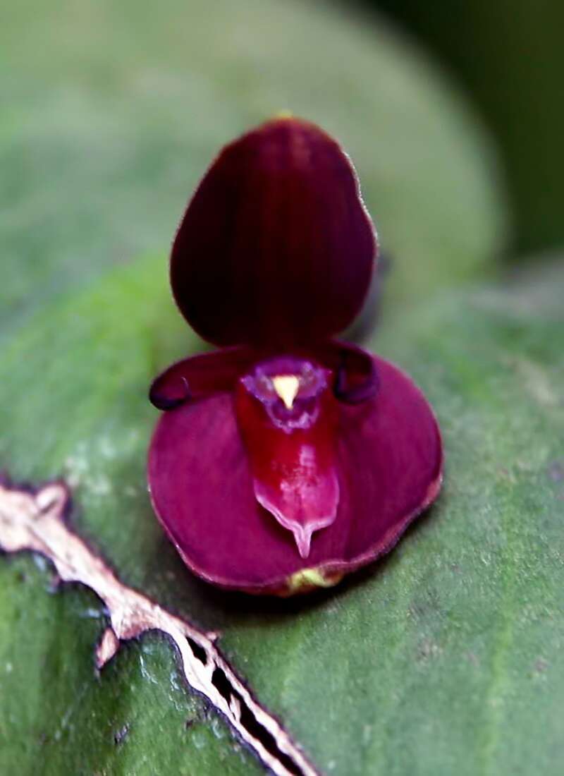 Imagem de Pleurothallis cardiothallis Rchb. fil.