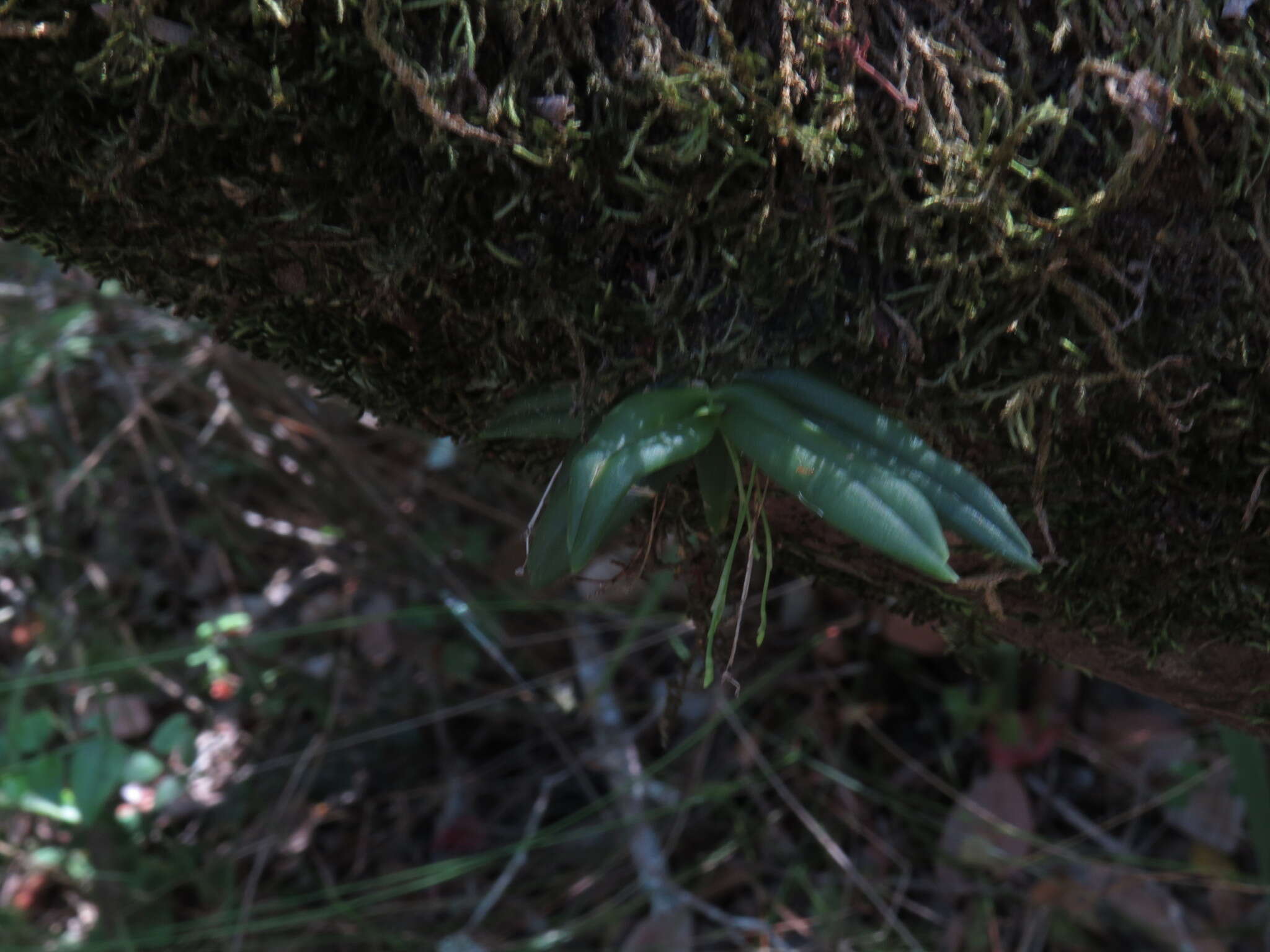 Imagem de Angraecum sacciferum Lindl.