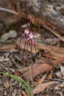 Caladenia exilis subsp. vanleeuwenii Hopper & A. P. Br.的圖片