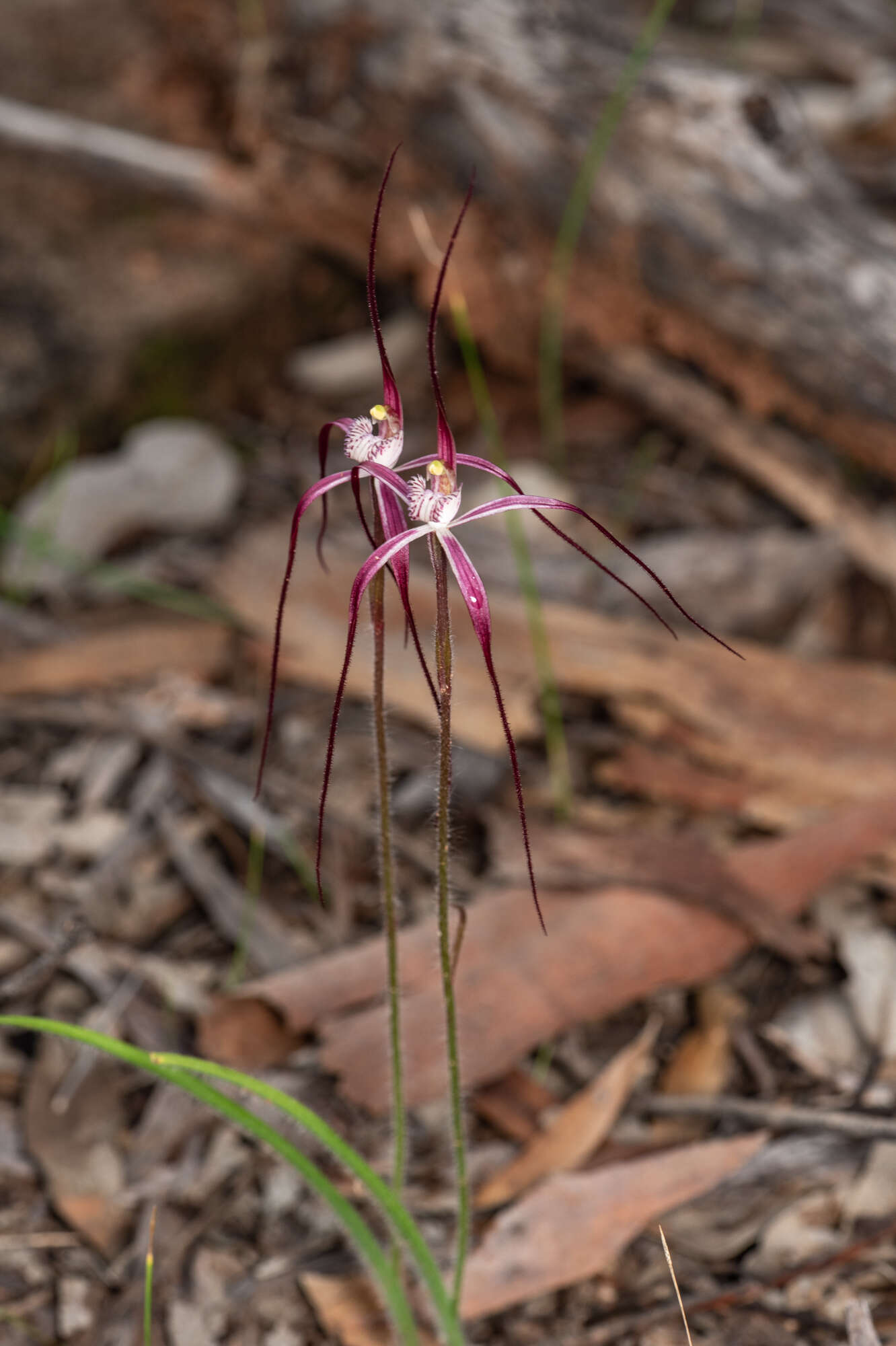 Caladenia exilis subsp. vanleeuwenii Hopper & A. P. Br.的圖片