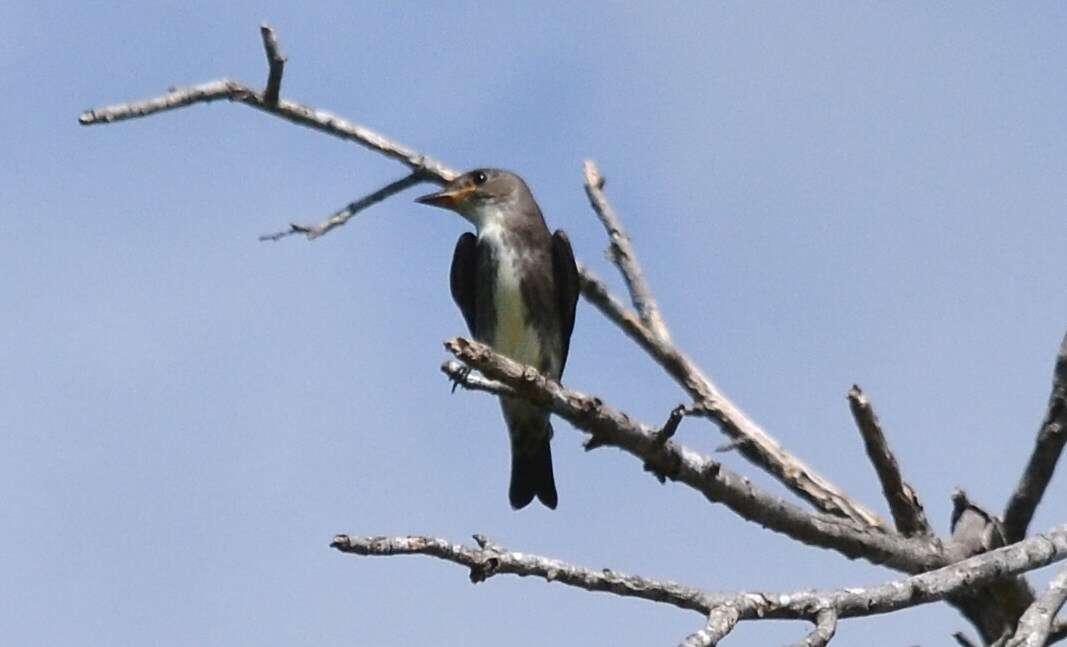 Image of Olive-Sided Flycatcher