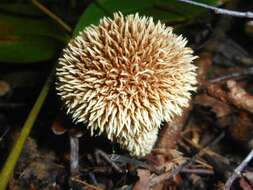 Imagem de Lycoperdon echinatum Pers. 1794