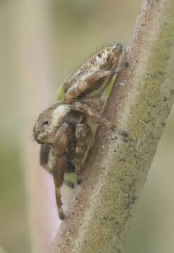 Plancia ëd Metaphidippus diplacis (Chamberlin 1924)