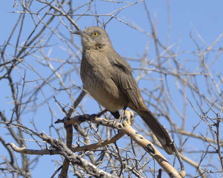 Imagem de Toxostoma bendirei (Coues 1873)