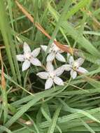 Image of Asclepias brevicuspis (E. Mey.) Schltr.