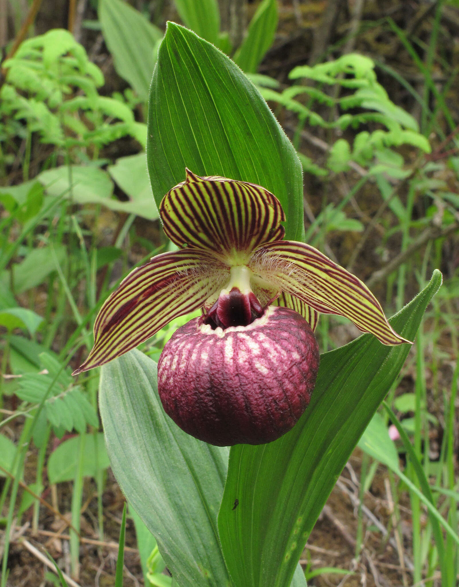 Image of Tibetian Cypripedium