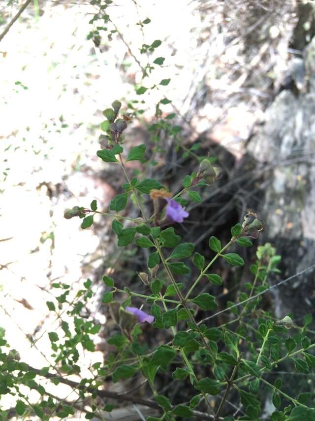 Image of Violet Mint-bush