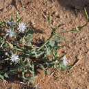 Image de Lactuca undulata Ledeb.