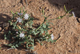 Image of Lactuca undulata Ledeb.