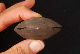 Imagem de Truncilla truncata Rafinesque 1820